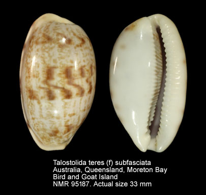 Talostolida teres (f) subfasciata.jpg - Talostolida teres (f) subfasciata (Link,1807)